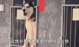 狗哥女朋友爆料视频,揭秘背后惊人真相！